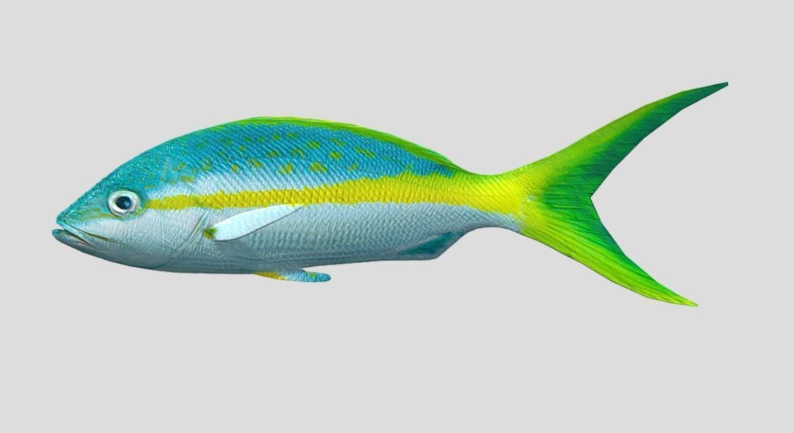 Yellow Snapper Low-poly 3D model_3