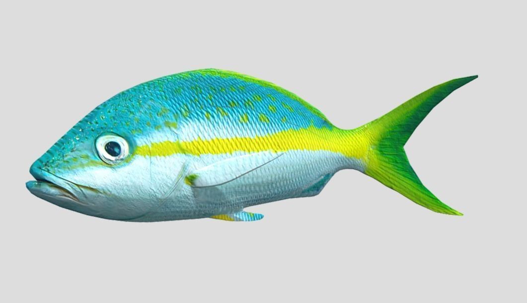 Yellow Snapper Low-poly 3D model_9