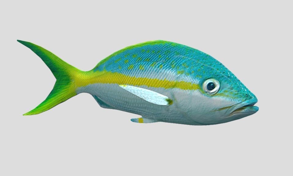 Yellow Snapper Low-poly 3D model_2
