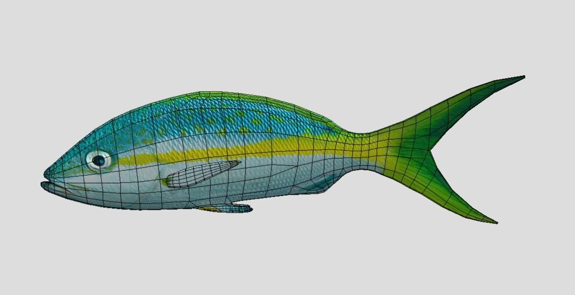 Yellow Snapper Low-poly 3D model_4