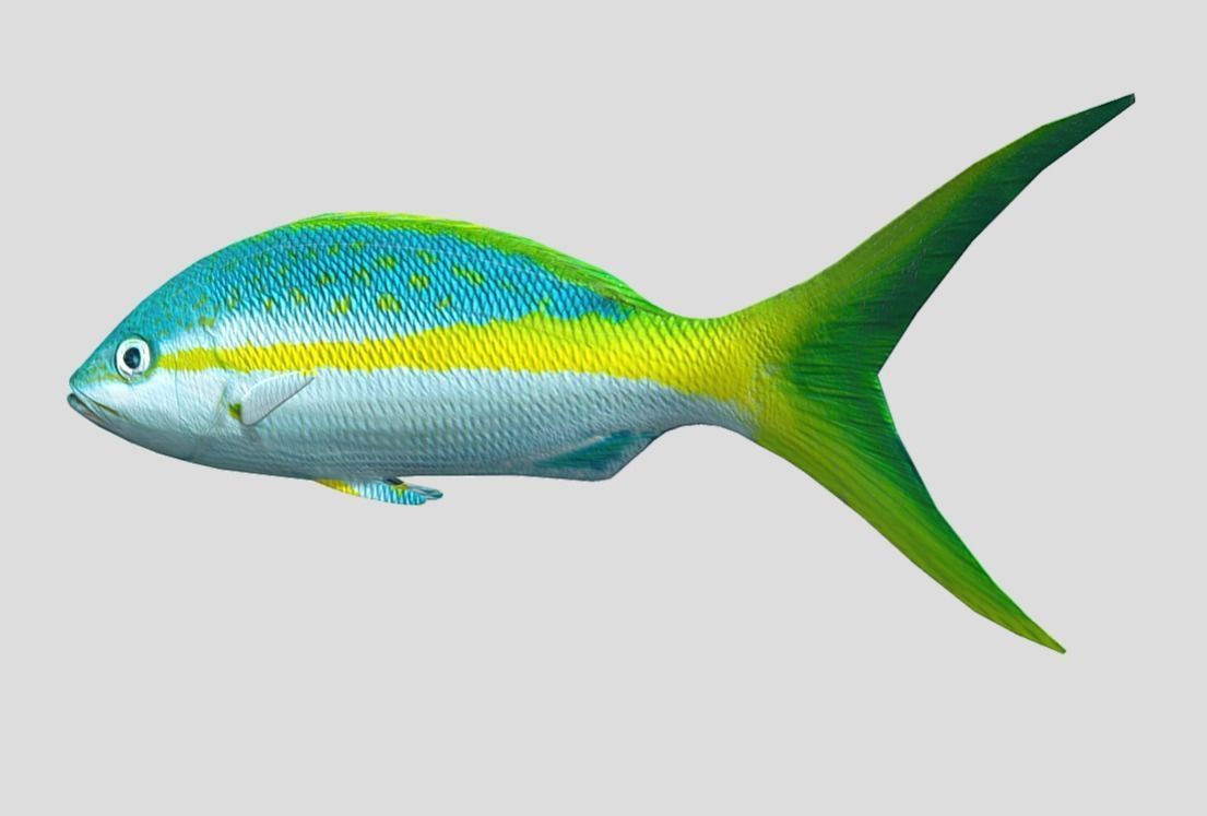 Yellow Snapper Low-poly 3D model_8