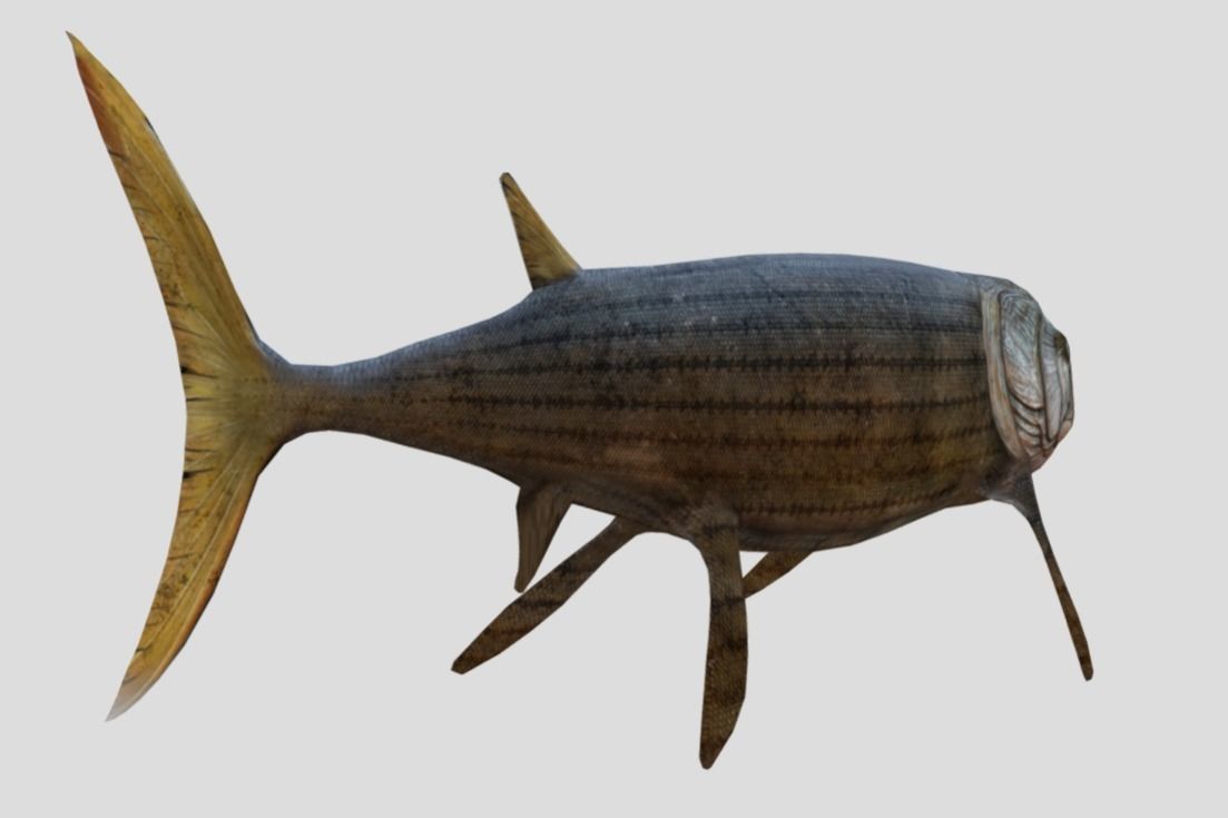 Xiphactinus Low-poly 3D model_11