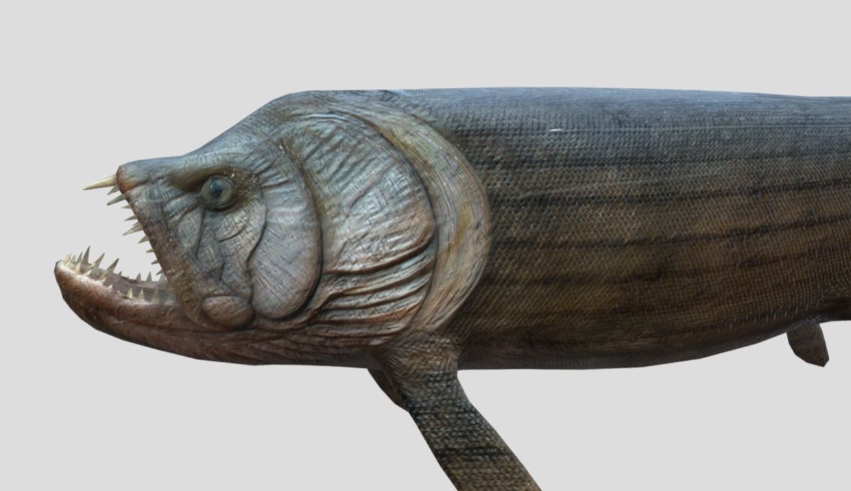 Xiphactinus Low-poly 3D model_6