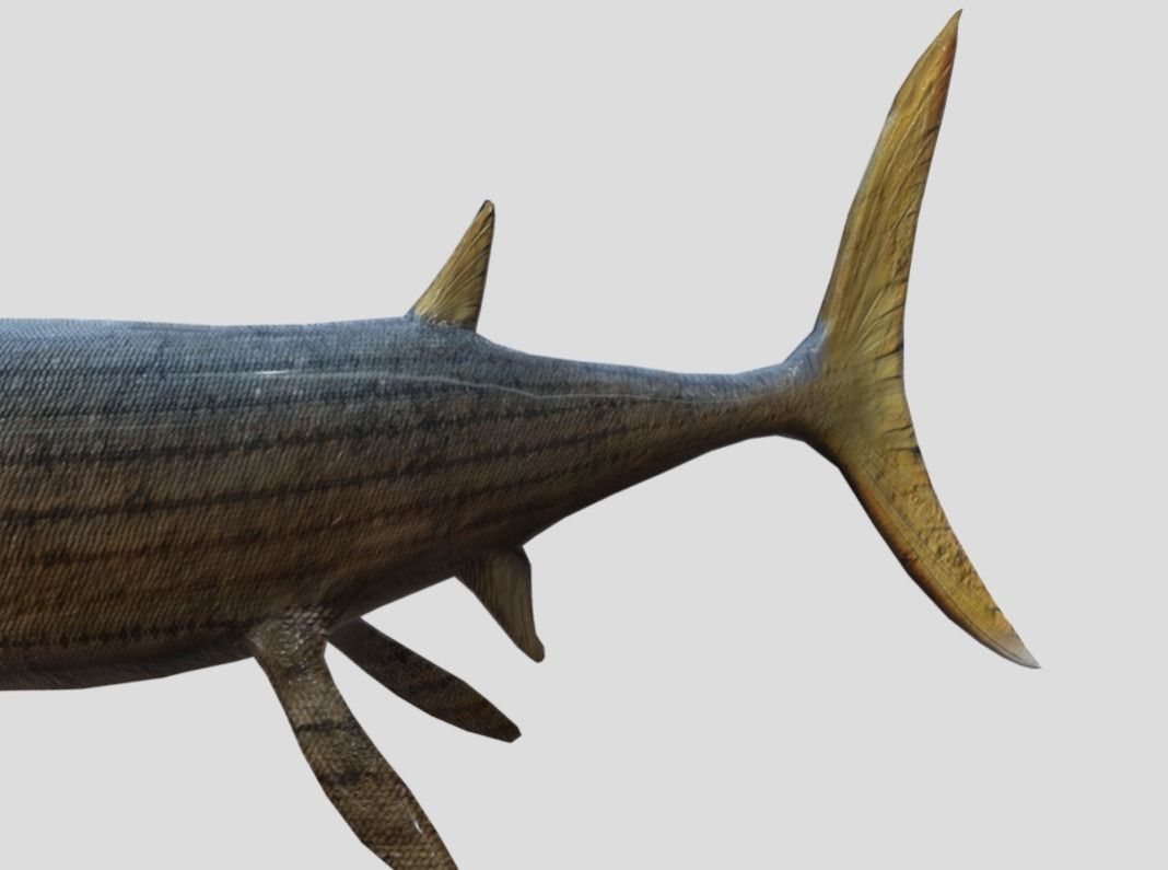 Xiphactinus Low-poly 3D model_17
