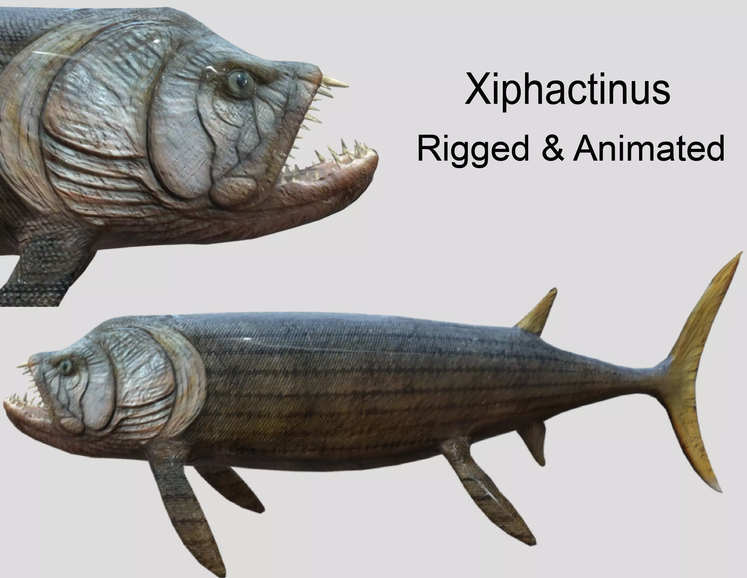 Xiphactinus Low-poly 3D model_0