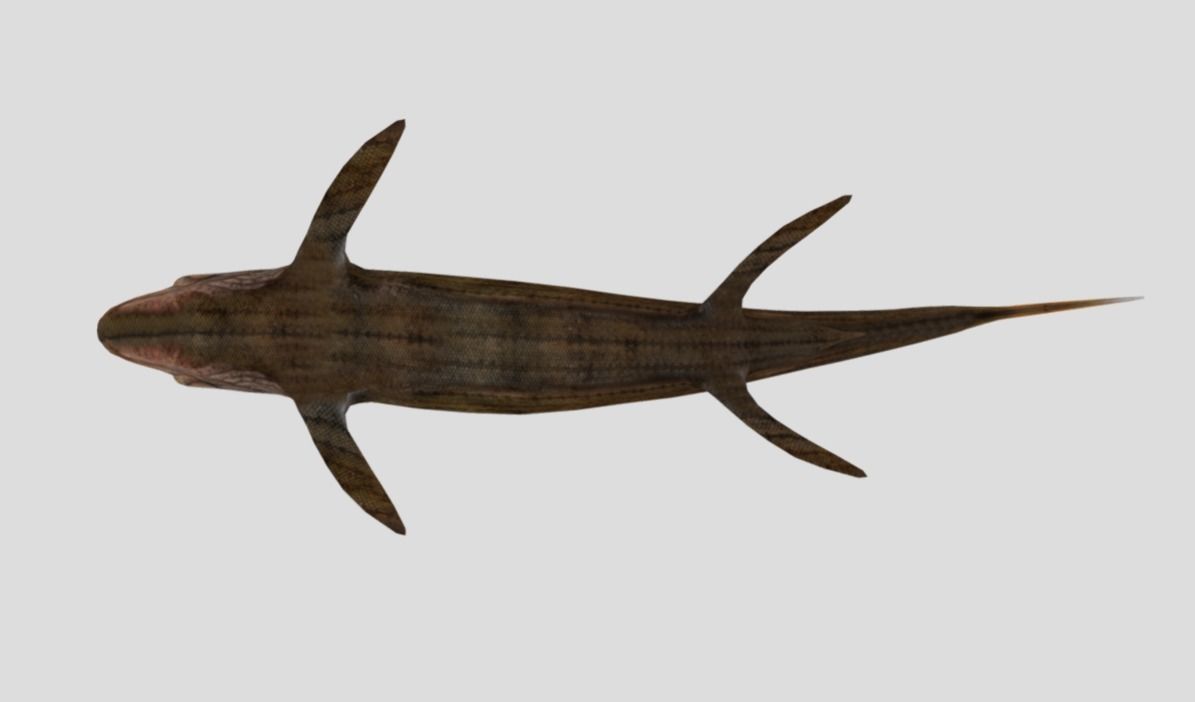 Xiphactinus Low-poly 3D model_7