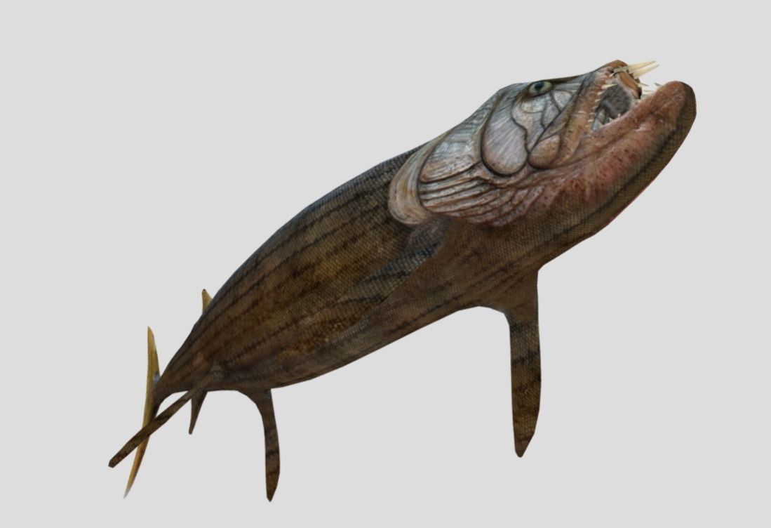 Xiphactinus Low-poly 3D model_9