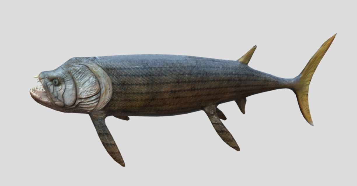 Xiphactinus Low-poly 3D model_13