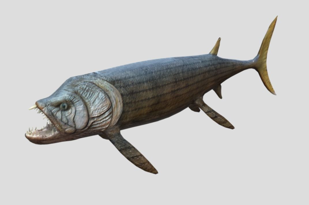 Xiphactinus Low-poly 3D model_18