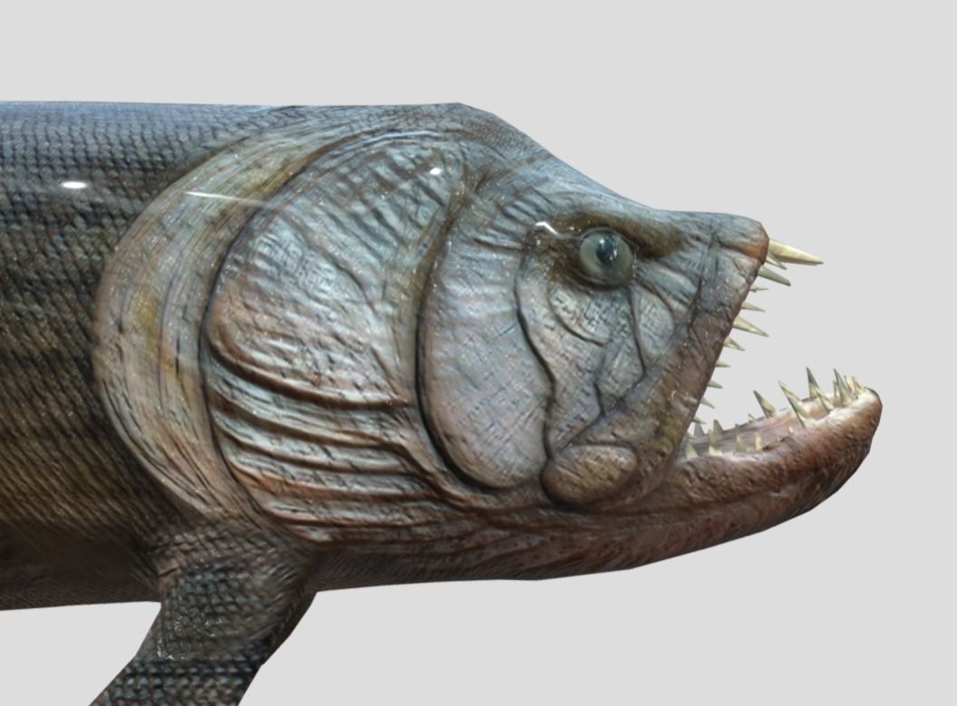 Xiphactinus Low-poly 3D model_3