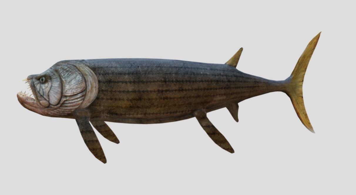 Xiphactinus Low-poly 3D model_19