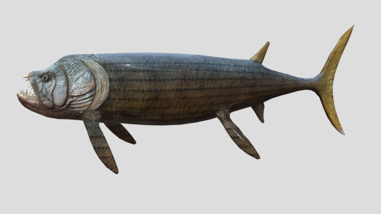 Xiphactinus Low-poly 3D model_5