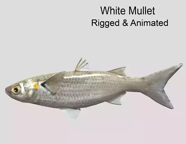 White Mullet Low-poly 3D model