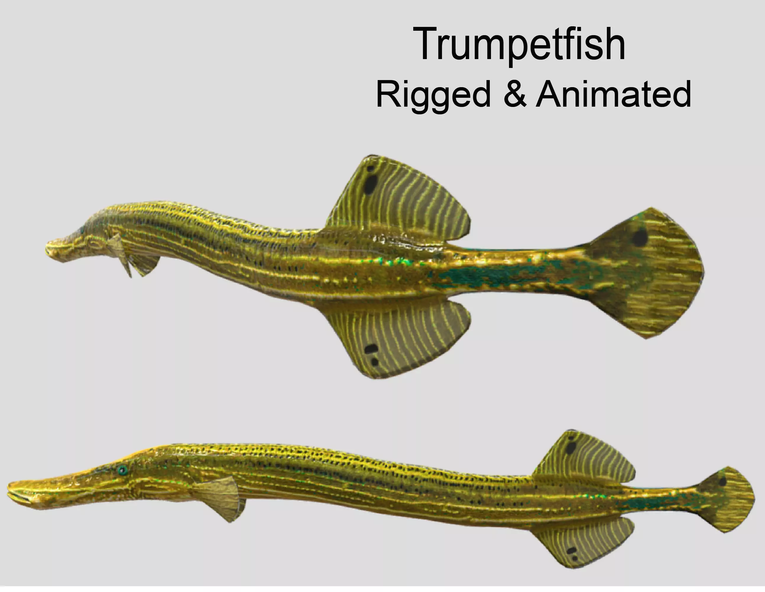 Trumpetfish Low-poly 3D model