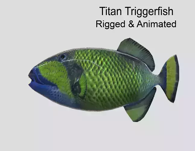 Titan Triggerfish Realistic Animated Low-poly 3D model
