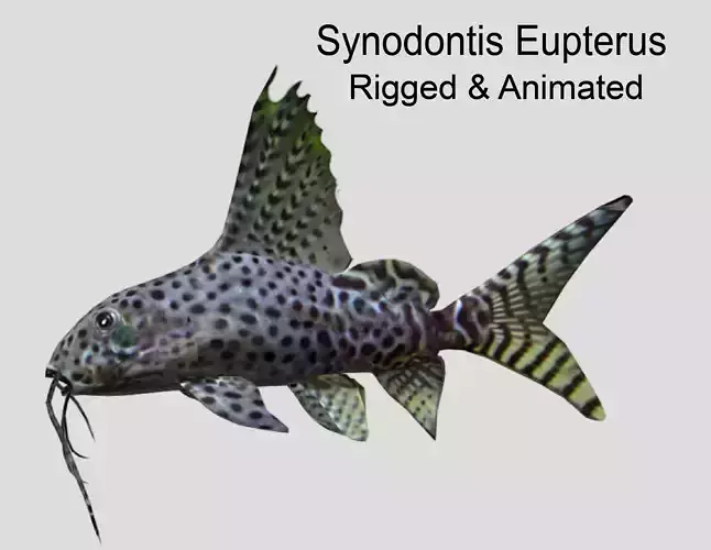 Synodontis Eupterus Low-poly 3D model