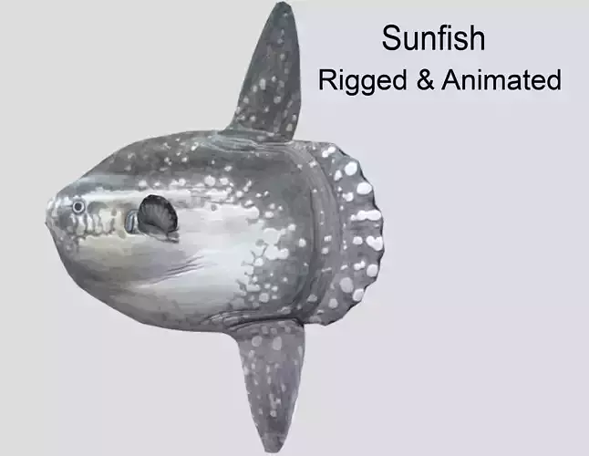 Sunfish Low-poly 3D model