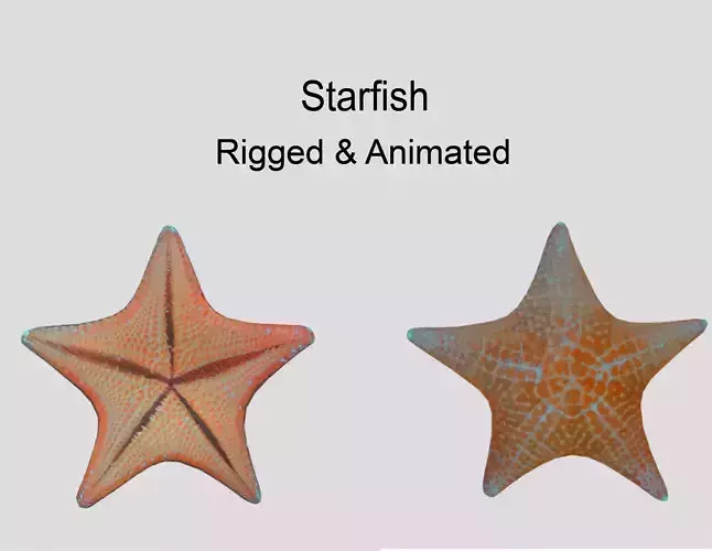 Starfish Low-poly 3D model