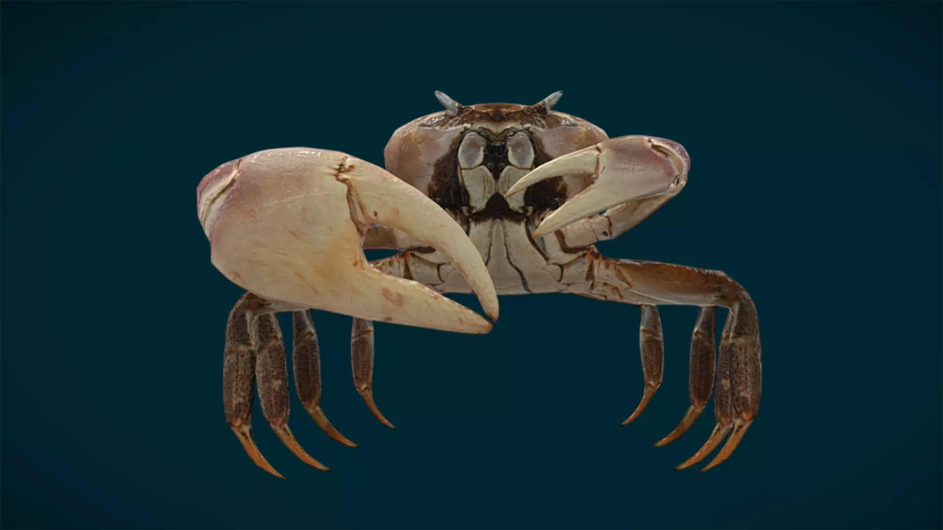 Ocean and River Fish Collection - Game Ready  Low-poly 3D model_42