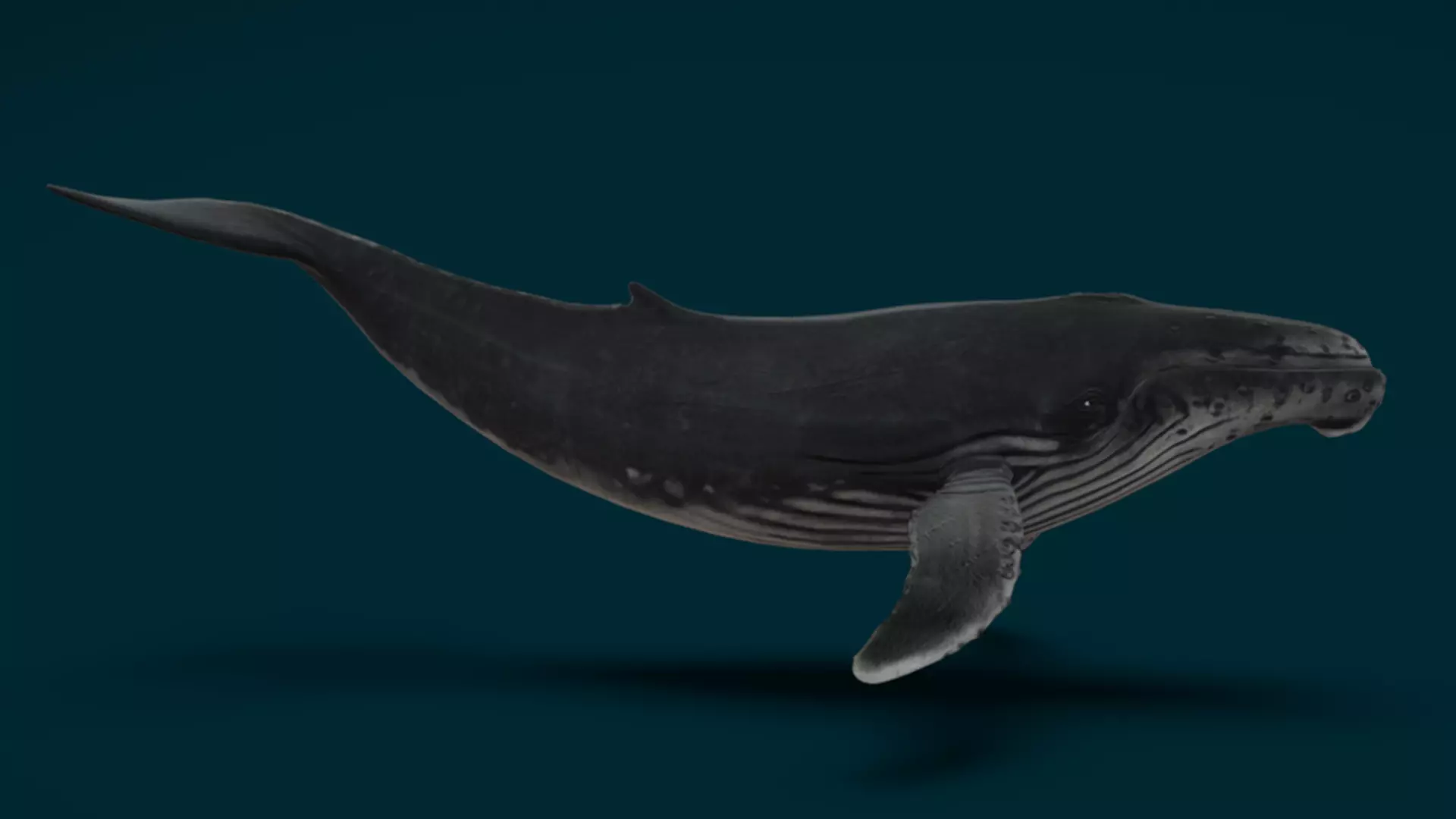 Ocean and River Fish Collection - Game Ready  Low-poly 3D model_8