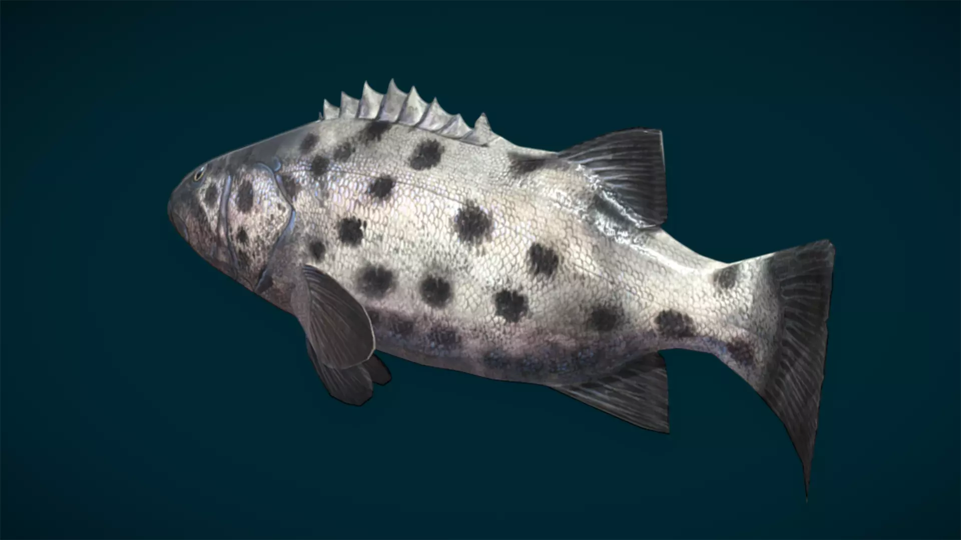 Ocean and River Fish Collection - Game Ready  Low-poly 3D model_56