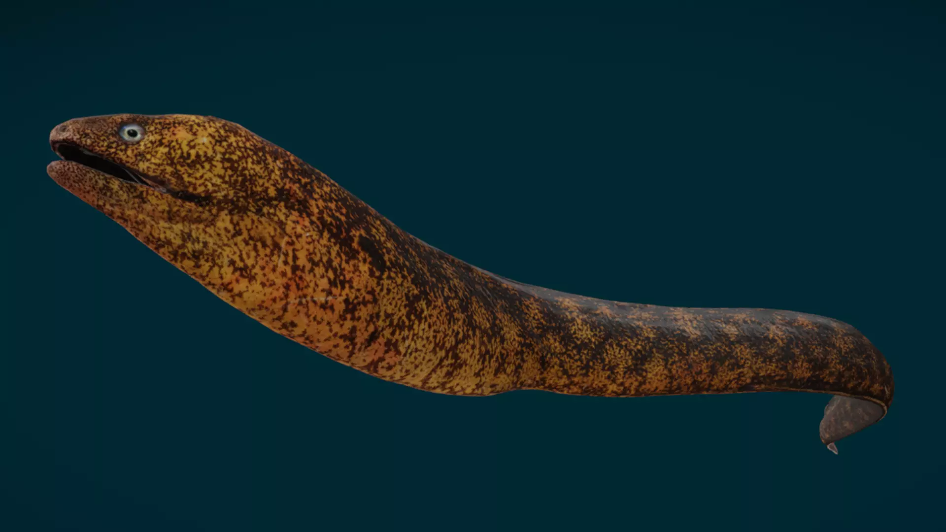 Ocean and River Fish Collection - Game Ready  Low-poly 3D model_25