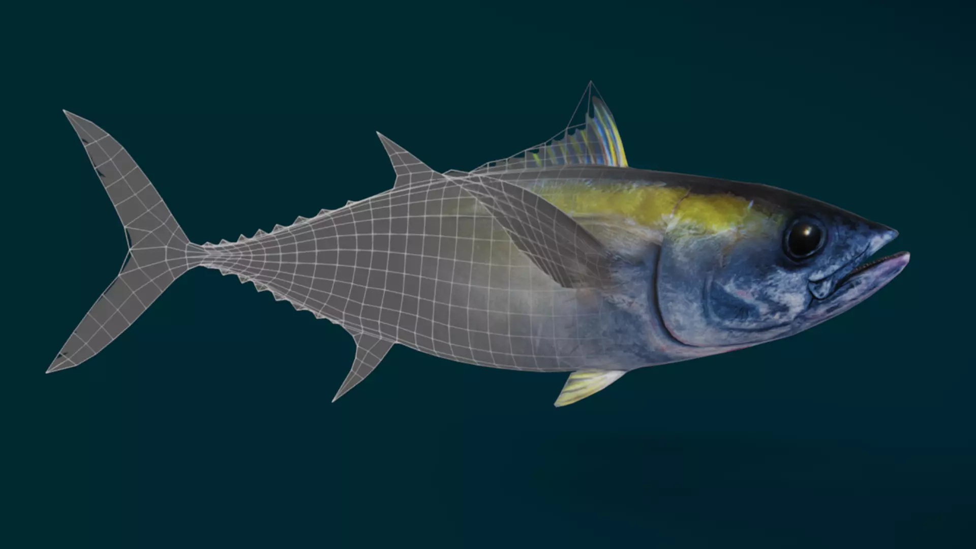 Ocean and River Fish Collection - Game Ready  Low-poly 3D model_11