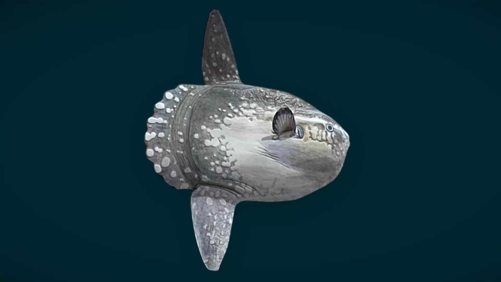 Ocean and River Fish Collection - Game Ready  Low-poly 3D model_41