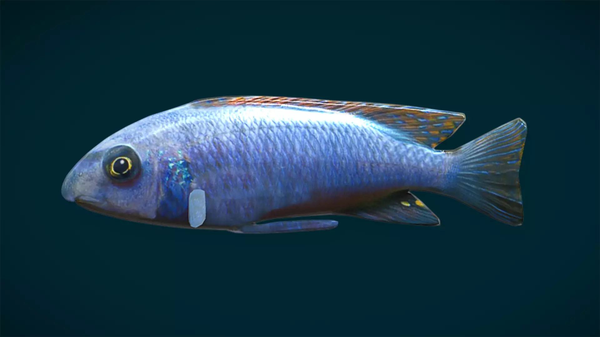 Ocean and River Fish Collection - Game Ready  Low-poly 3D model_51