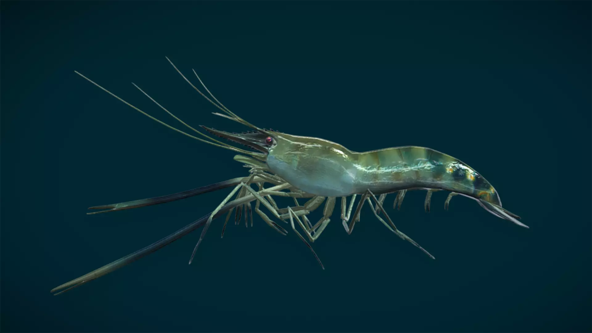 Ocean and River Fish Collection - Game Ready  Low-poly 3D model_26