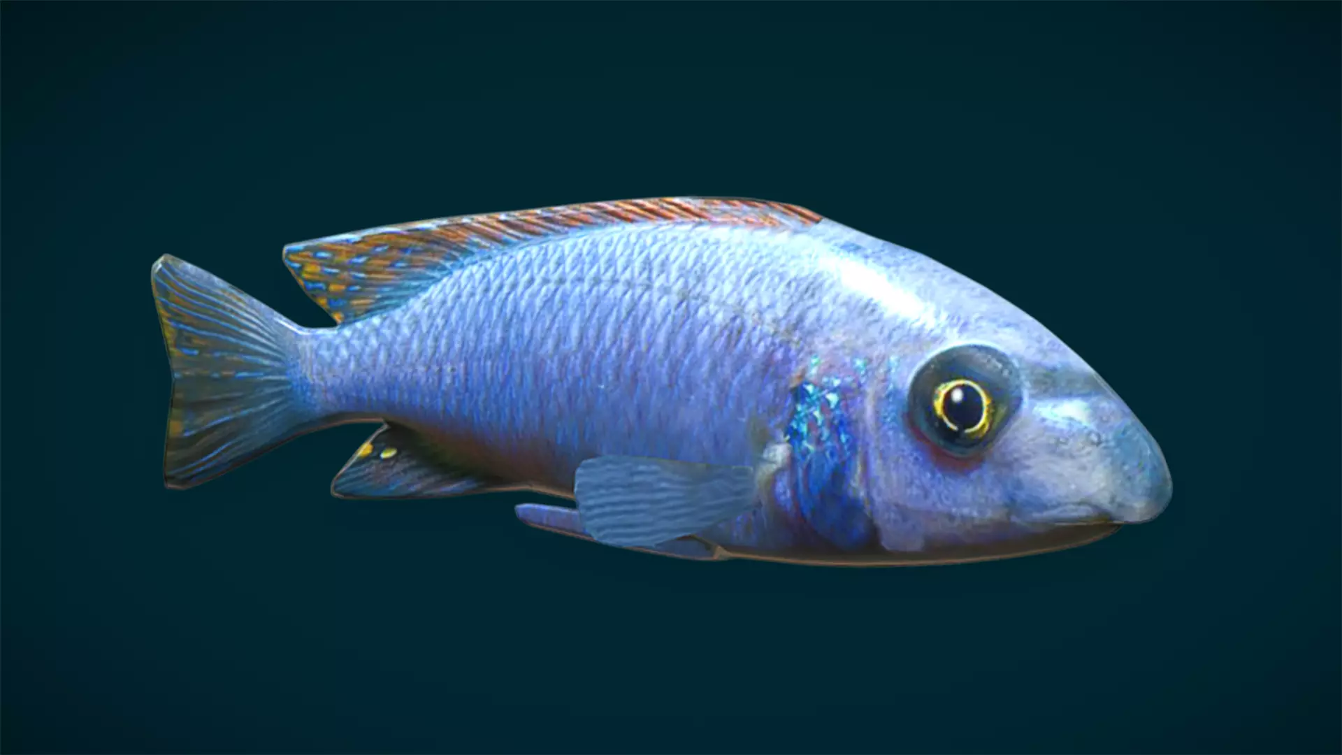 Ocean and River Fish Collection - Game Ready  Low-poly 3D model_52