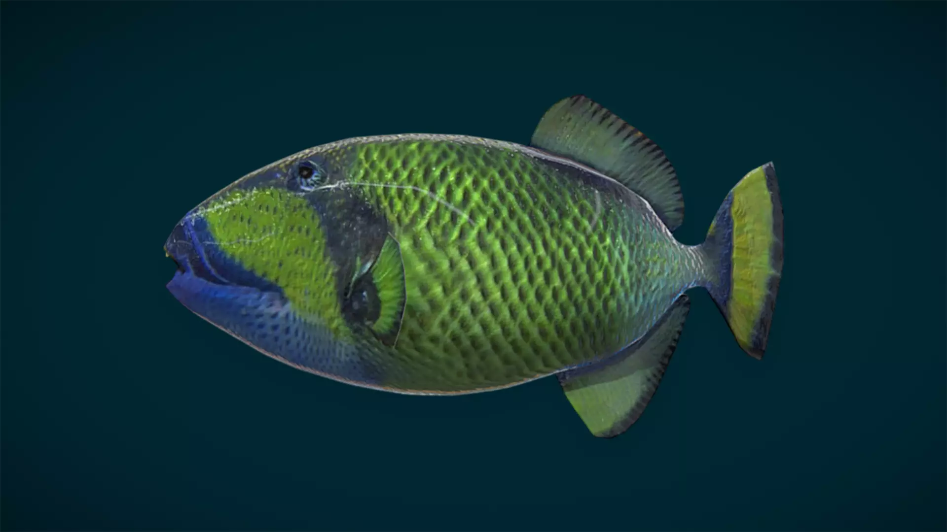 Ocean and River Fish Collection - Game Ready  Low-poly 3D model_53