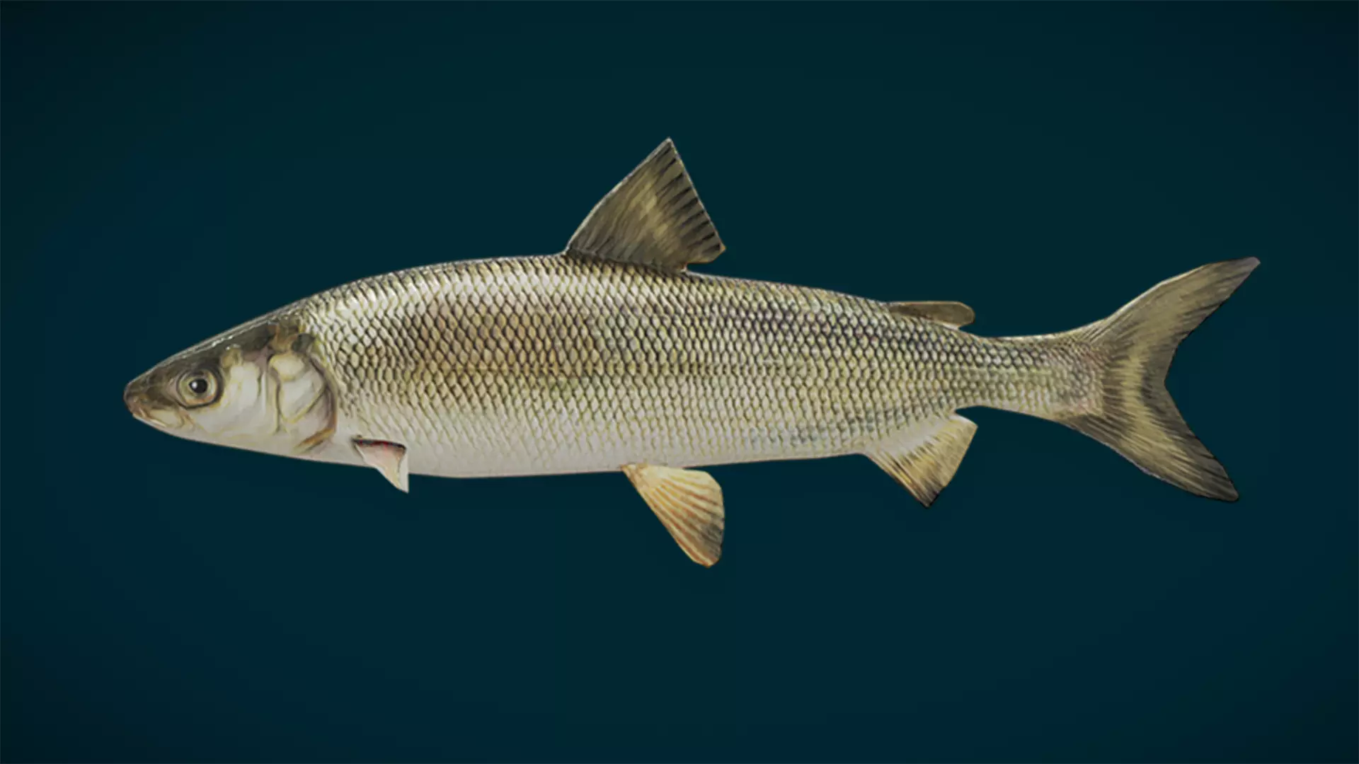 Ocean and River Fish Collection - Game Ready  Low-poly 3D model_48