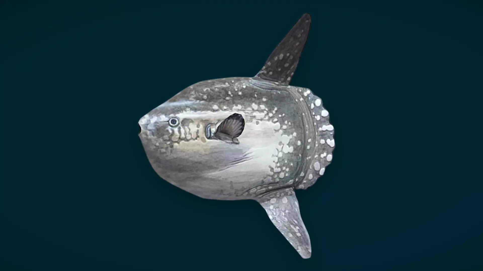Ocean and River Fish Collection - Game Ready  Low-poly 3D model_40