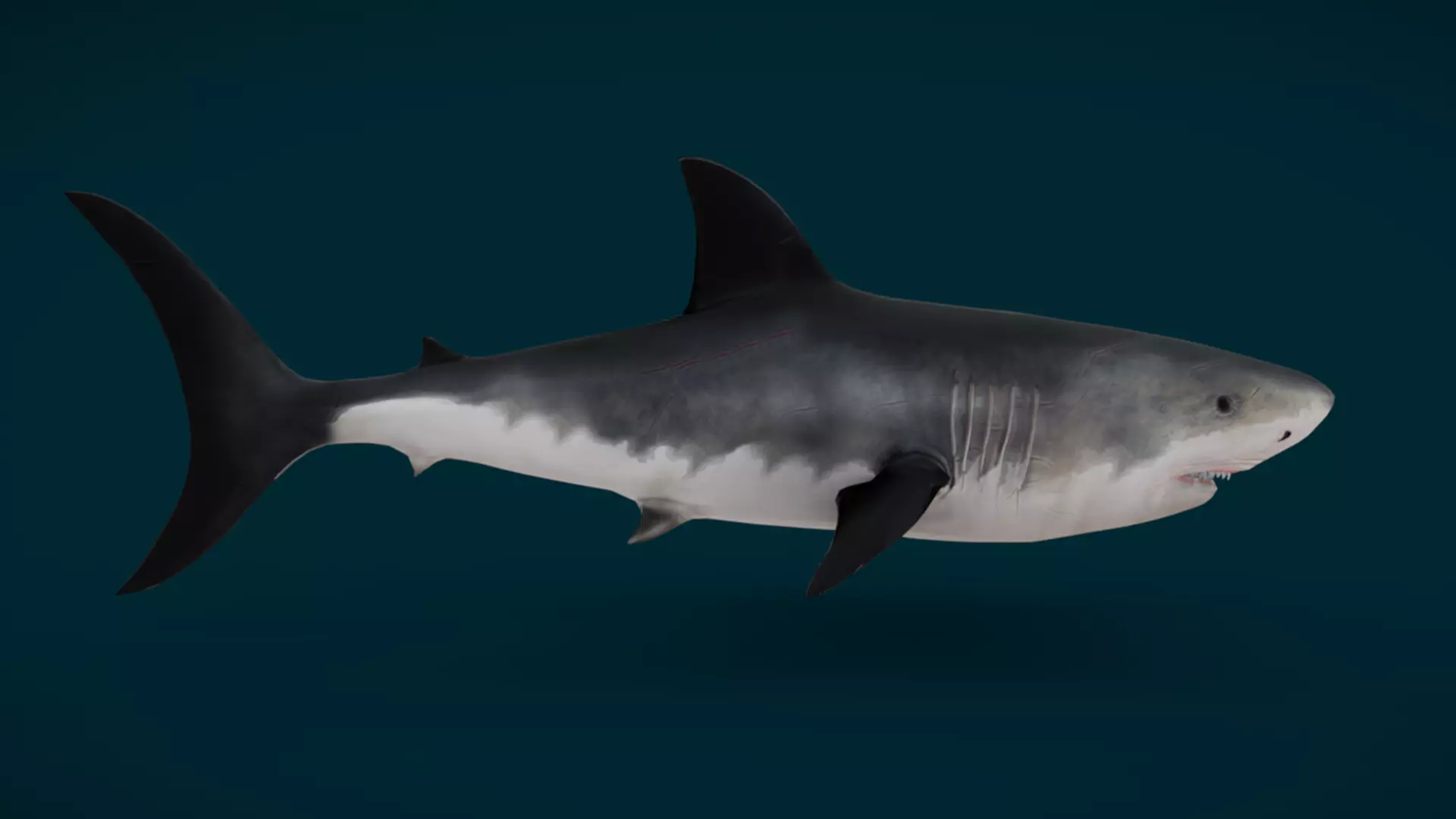 Ocean and River Fish Collection - Game Ready  Low-poly 3D model_29