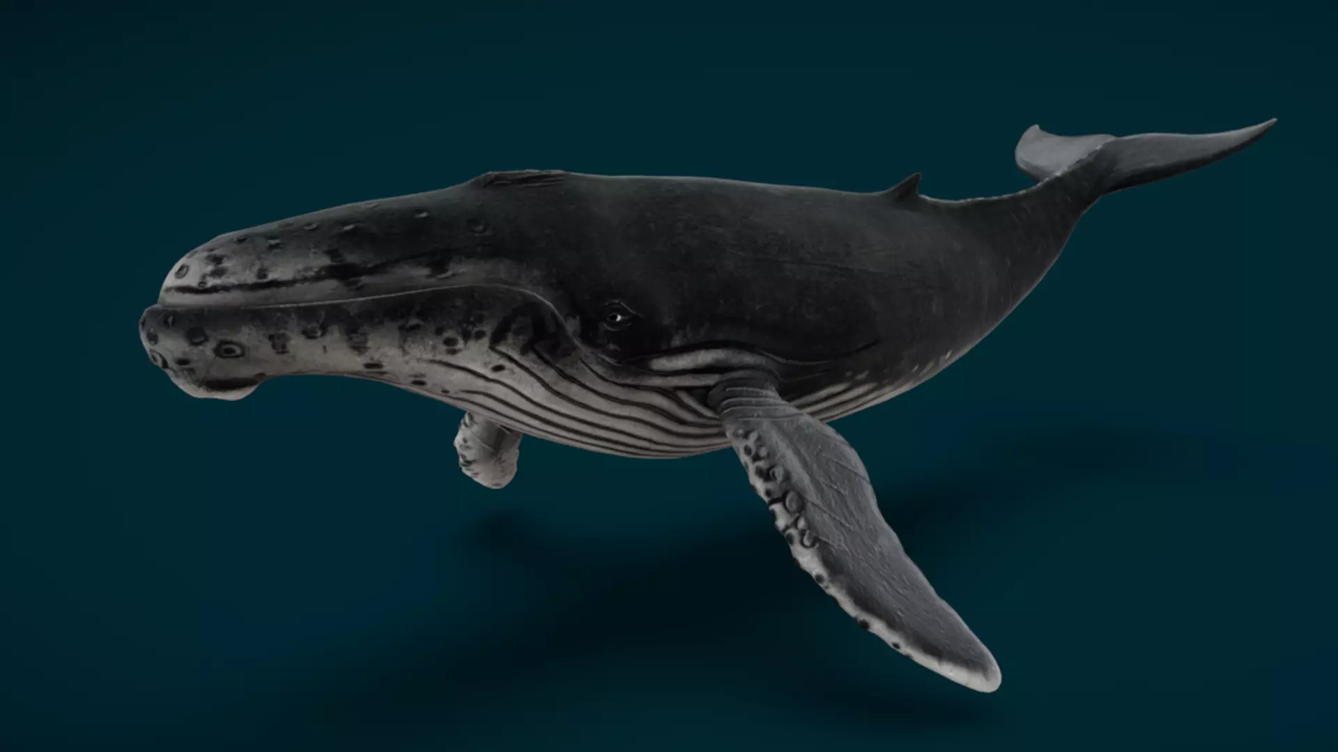 Ocean and River Fish Collection - Game Ready  Low-poly 3D model_7