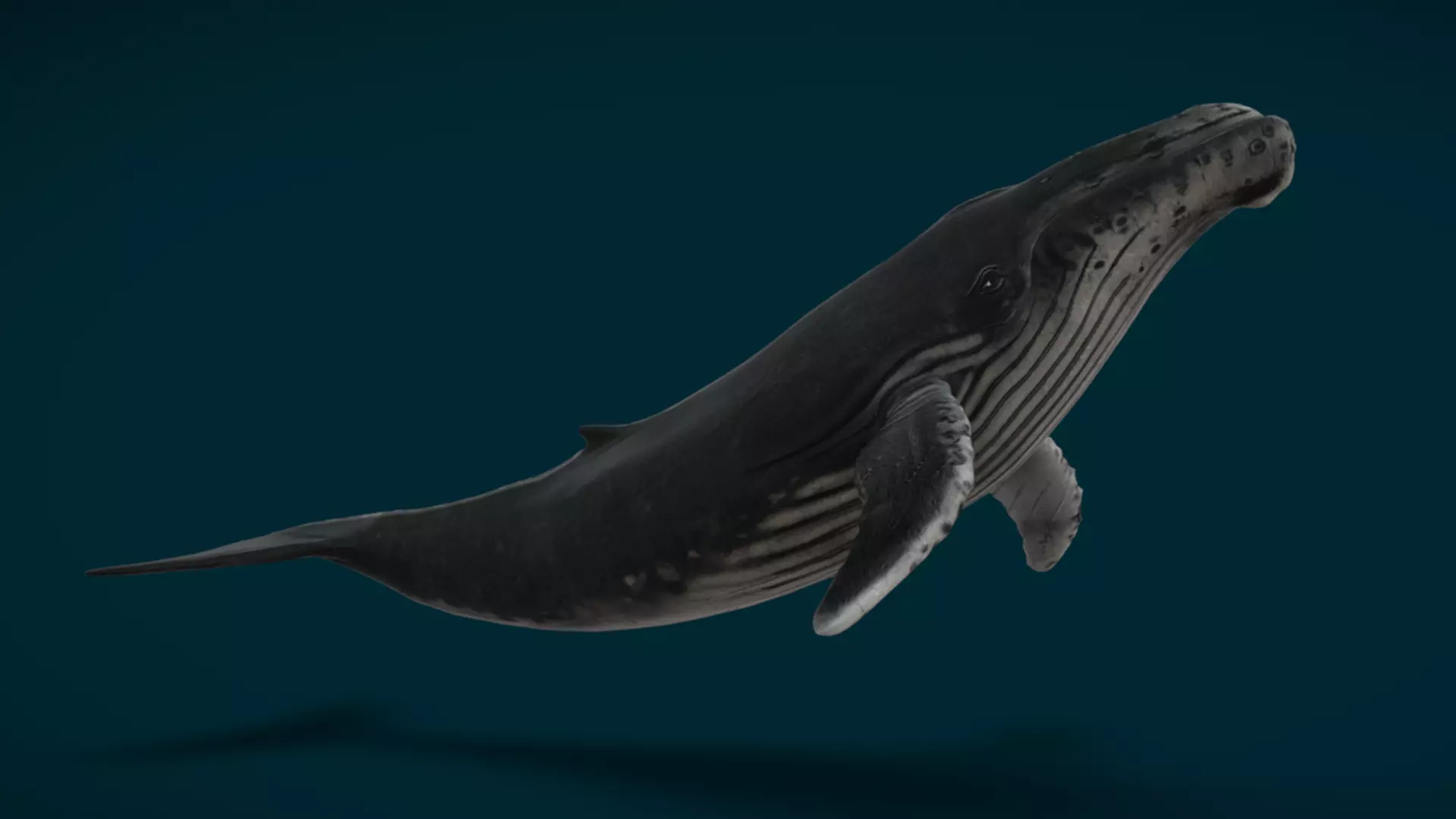 Ocean and River Fish Collection - Game Ready  Low-poly 3D model_6