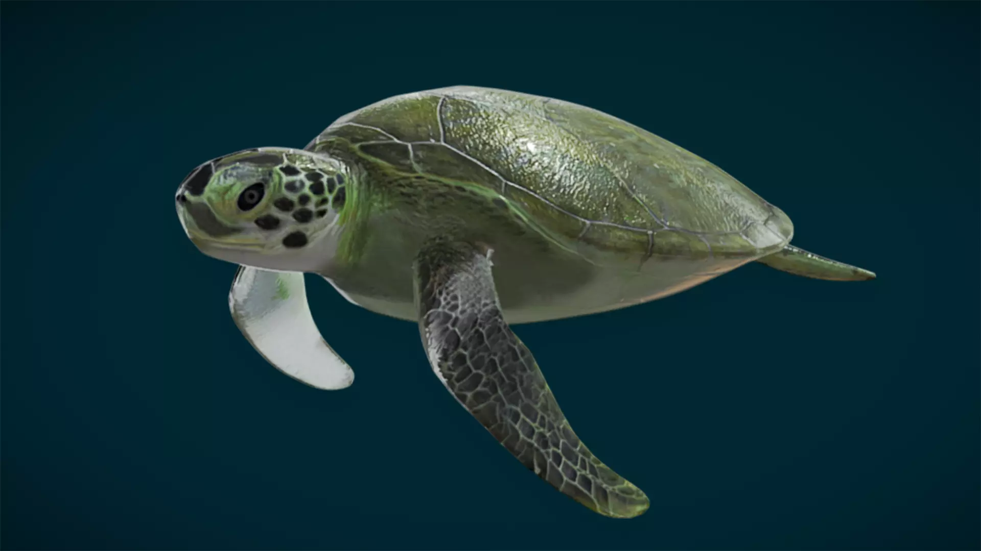 Ocean and River Fish Collection - Game Ready  Low-poly 3D model_38