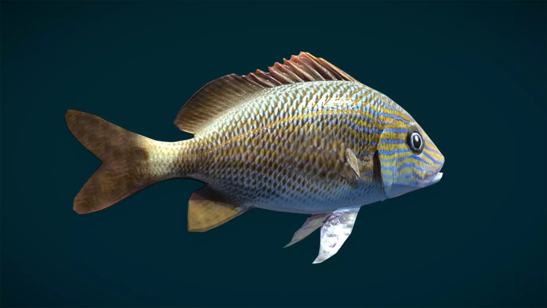 Ocean and River Fish Collection - Game Ready  Low-poly 3D model_50
