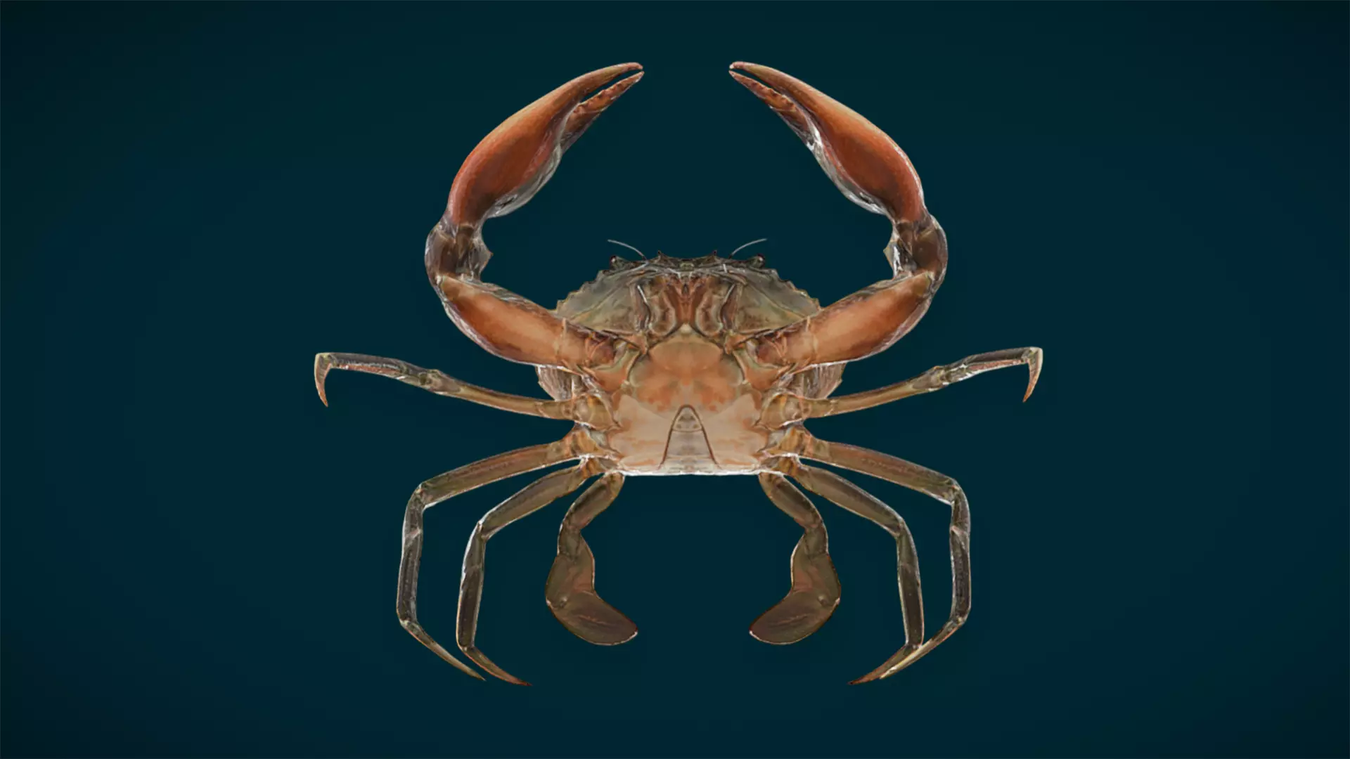 Ocean and River Fish Collection - Game Ready  Low-poly 3D model_15