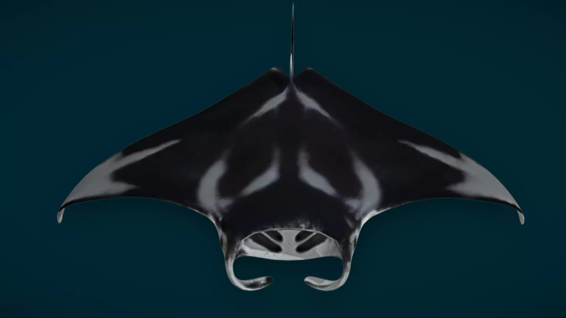 Ocean and River Fish Collection - Game Ready  Low-poly 3D model_17