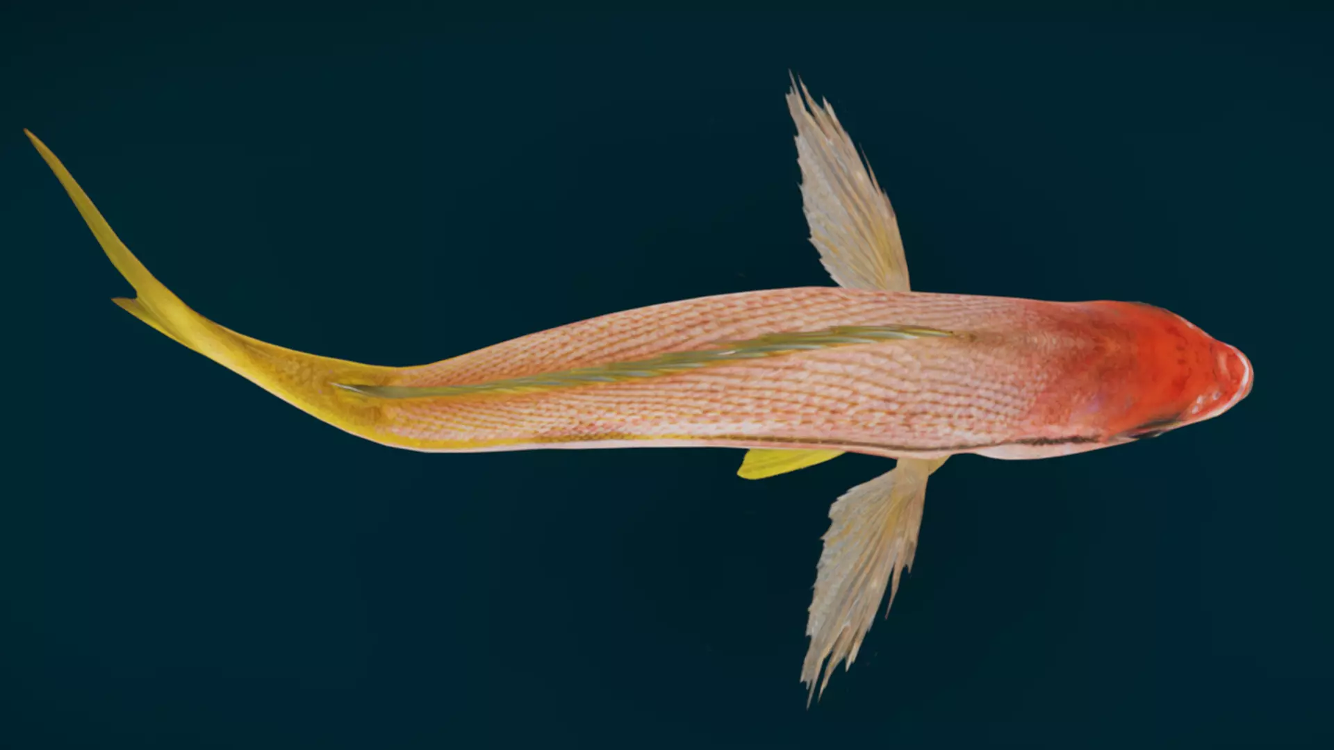 Ocean and River Fish Collection - Game Ready  Low-poly 3D model_20