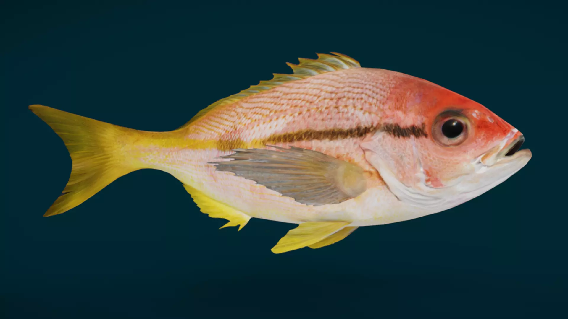 Ocean and River Fish Collection - Game Ready  Low-poly 3D model_18