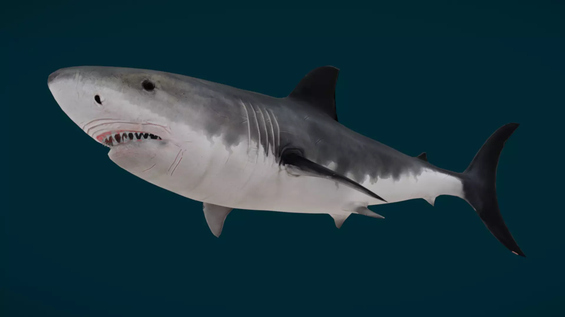 Ocean and River Fish Collection - Game Ready  Low-poly 3D model_30