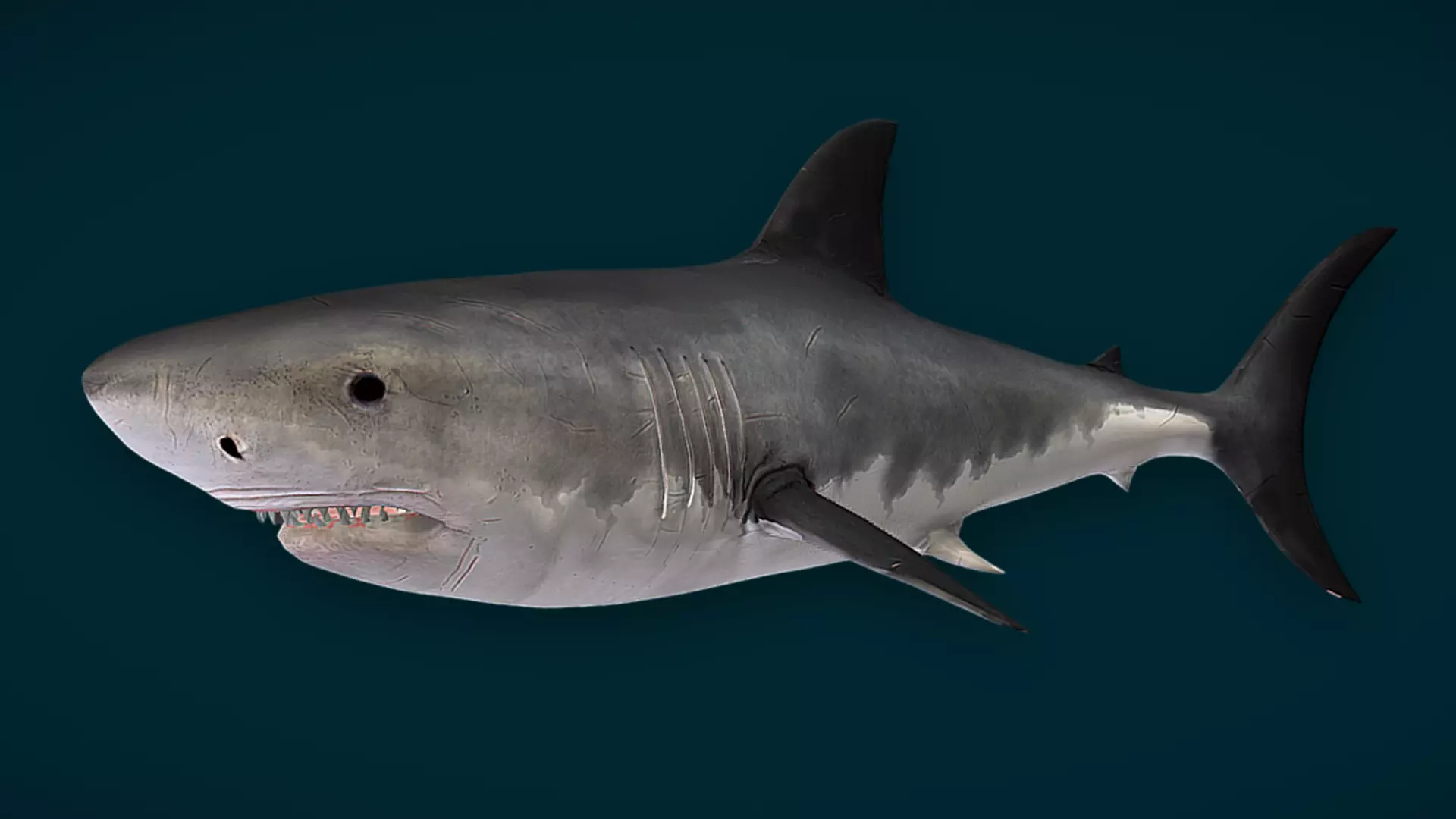 Ocean and River Fish Collection - Game Ready  Low-poly 3D model_31