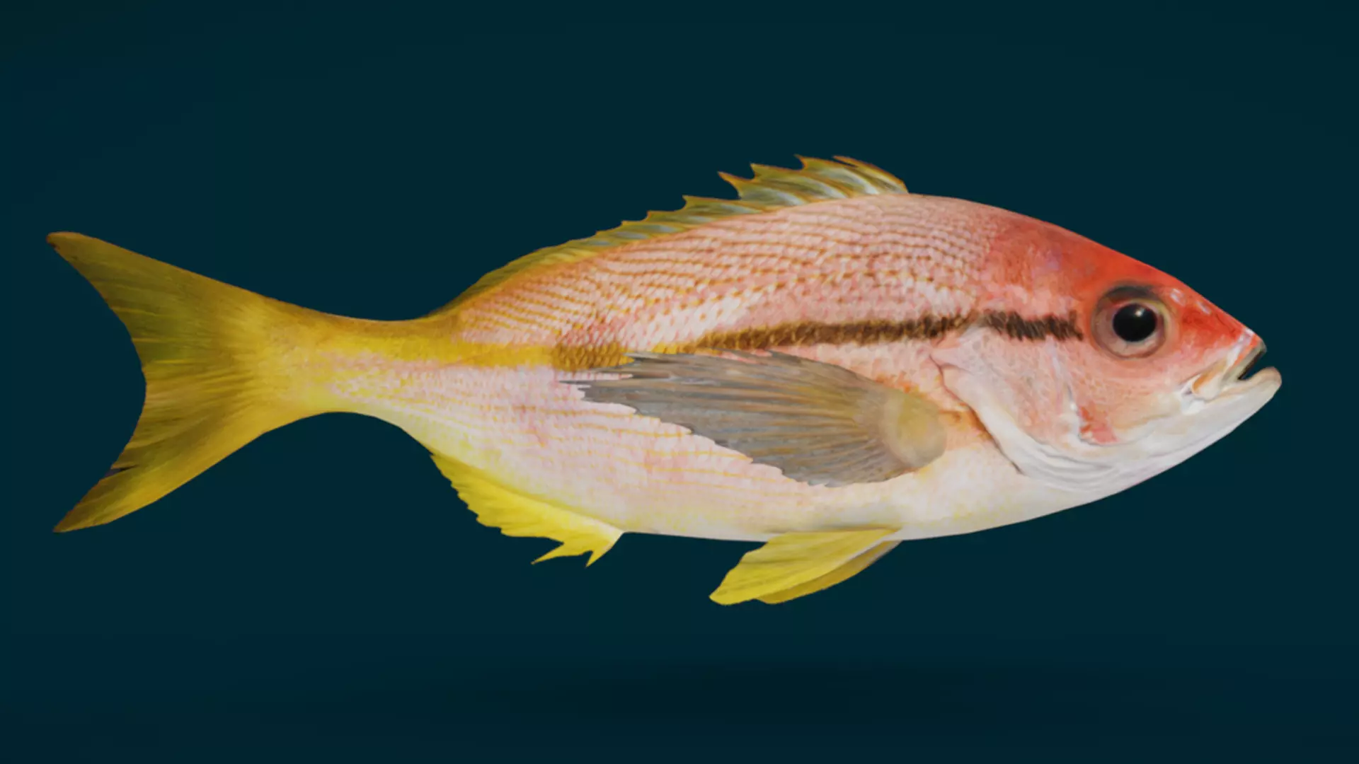 Ocean and River Fish Collection - Game Ready  Low-poly 3D model_21