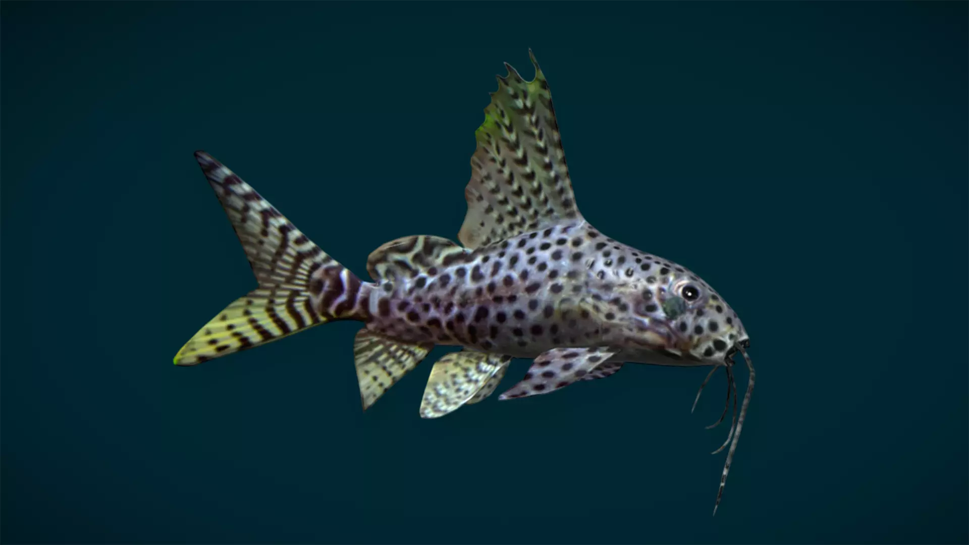 Ocean and River Fish Collection - Game Ready  Low-poly 3D model_57