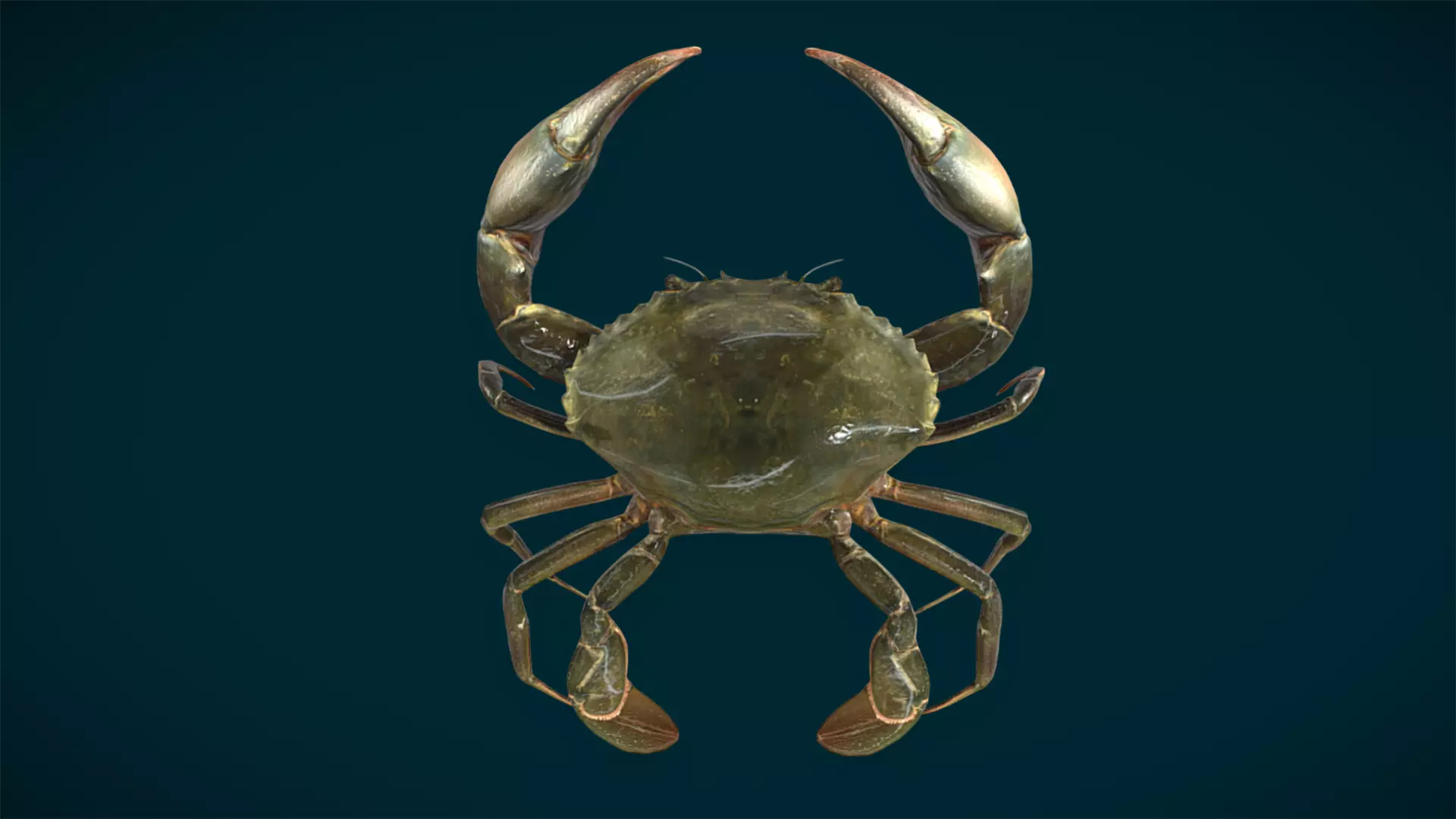 Ocean and River Fish Collection - Game Ready  Low-poly 3D model_13