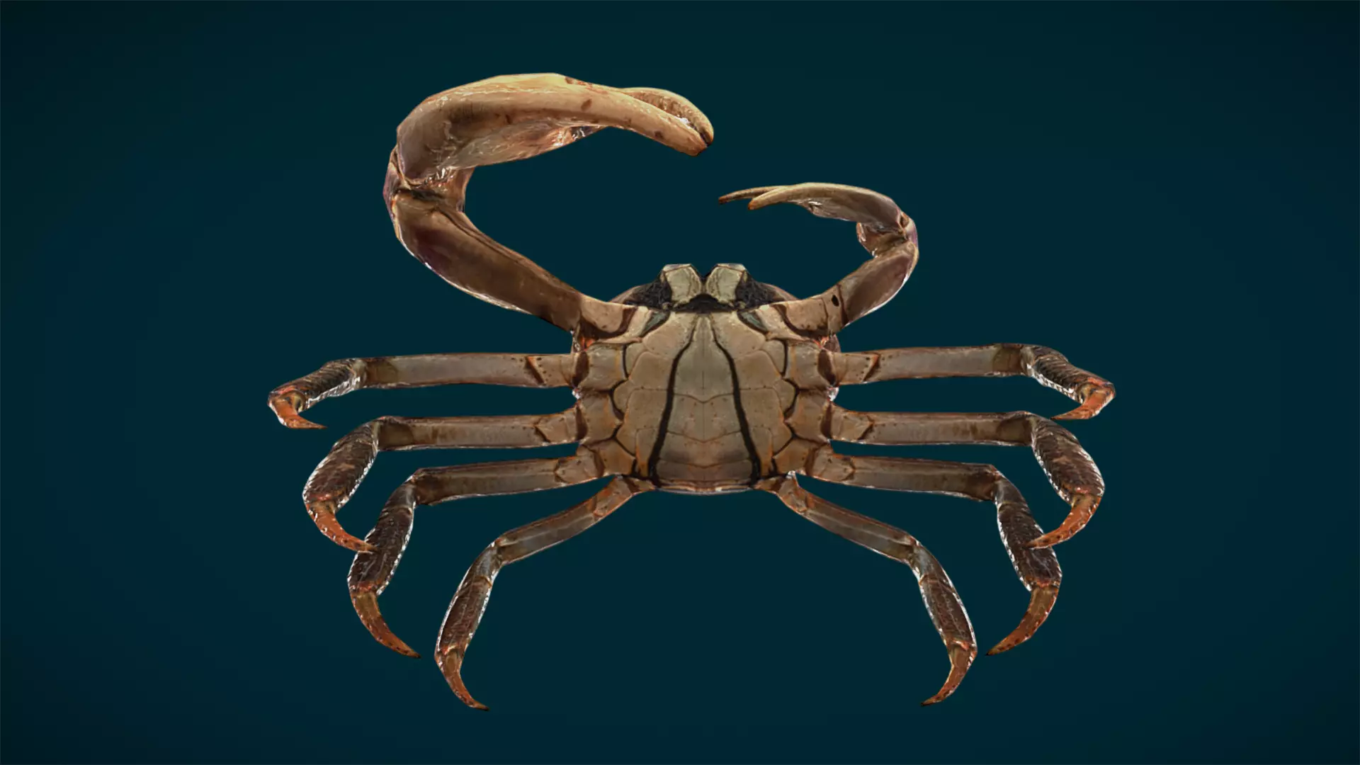 Ocean and River Fish Collection - Game Ready  Low-poly 3D model_44