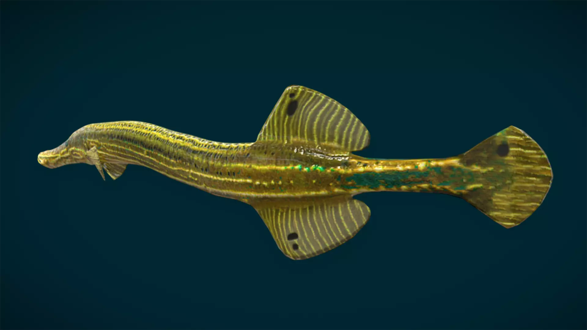 Ocean and River Fish Collection - Game Ready  Low-poly 3D model_47